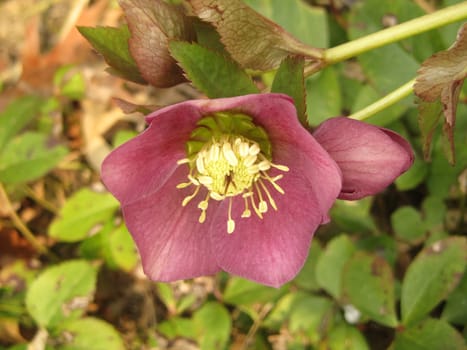 Christmas Rose - Helleborus