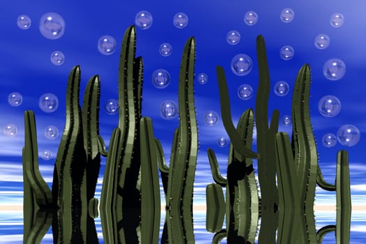 Cacti