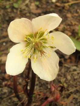 Snow Rose - Helleborus