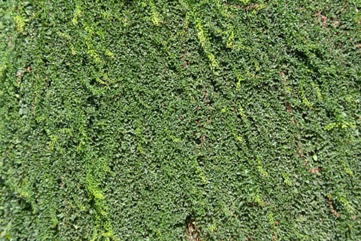 Decorative, green creeper plant used as ornamental outer covering on walls