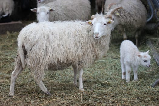 Skudden sheep with lambs at Sababurg Zoo