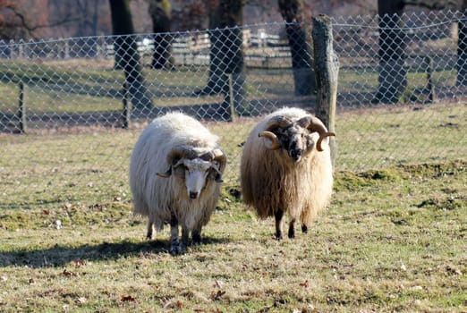 Two Wallachian rams at Sababurg Zoo