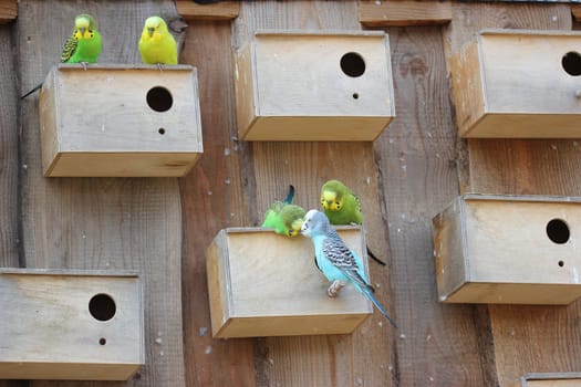 Budgie couples with homes of their own