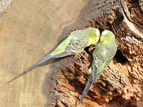 Two male budgies in love