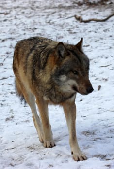 Wolf in the wintry Sababurg Zoo