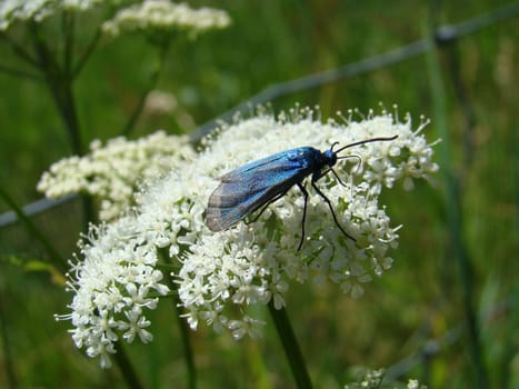 Dock green ram on wild carrot