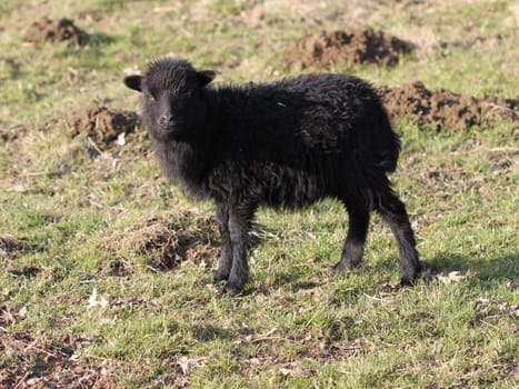 Black Skudden lamb at Sababurg Zoo
