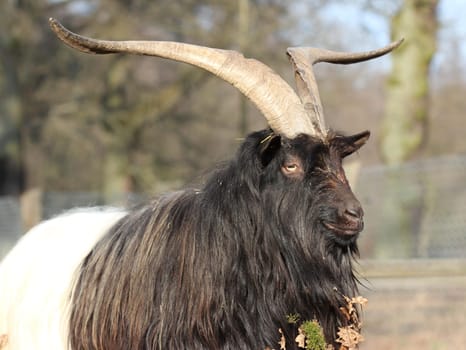 Valais black-necked goat at Sababurg Zoo