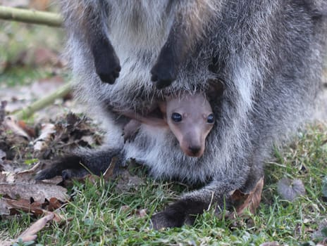 Young Bennett kangaroo peeking out of mother's pouch