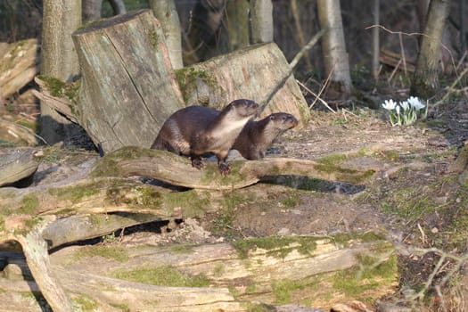 Two otters in spring
