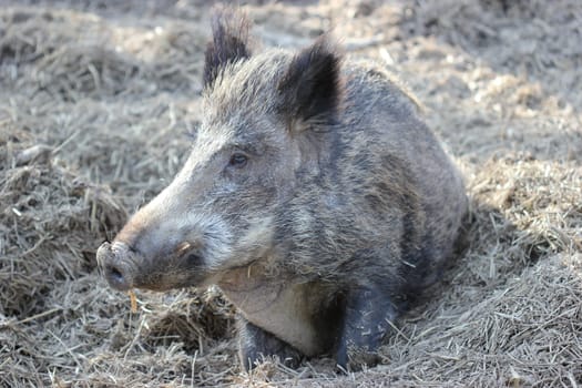 Resting wild boar in Sababurg Zoo