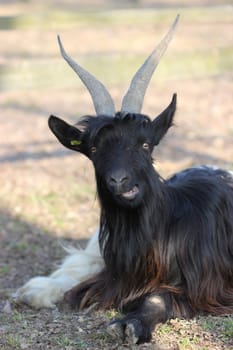 Valais black-necked goat at Sababurg Zoo