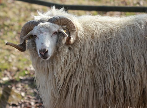 Wallachian ram at Sababurg Zoo