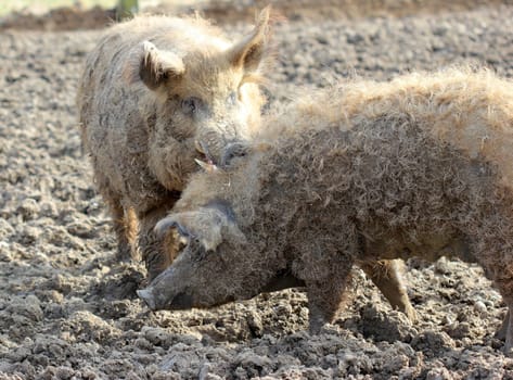 Woolly pig boar with sow