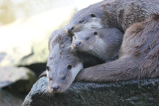 Three otters at Sababurg Zoo
