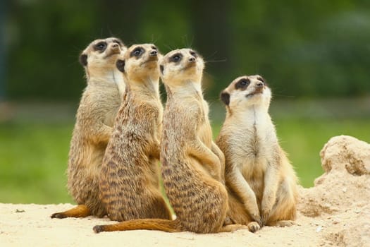 Meerkats all sit together and look at the sky. Green background.