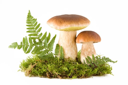 Two fresh porcini mushrooms in a green moss isolated on white