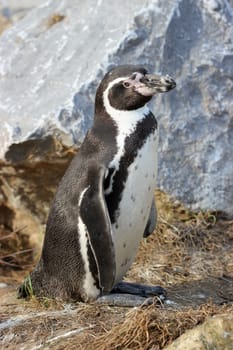 Humboldt penguin at Sababurg Zoo