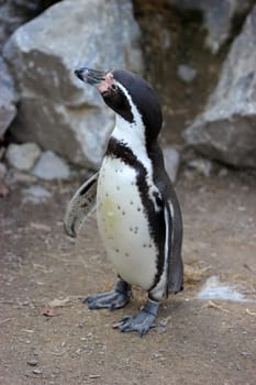 Humboldt penguin at Sababurg Zoo