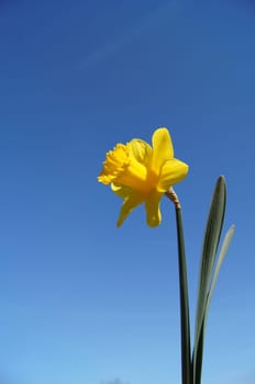 A Single Daffodil