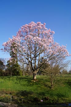 A Magnolia Tree