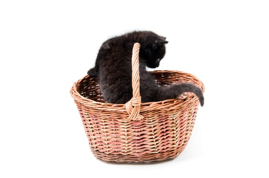 Shot of little cute black kitten in basket isolated on white