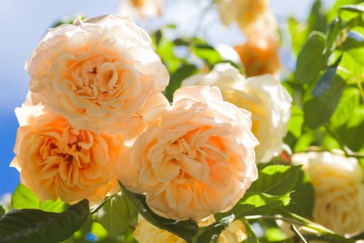 Beautiful yellow scented old climbing rose &#039 Buff Beauty&#039  blooming in summer garden