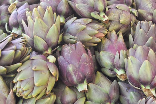 Globe artichoke (Cynara cardunculus scolymus) perennial thistle vegetable