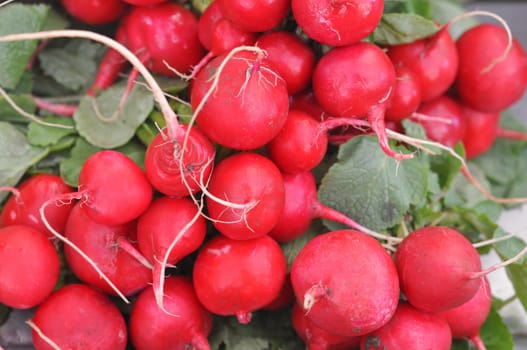 Radish (Raphanus sativus) edible root vegetable food