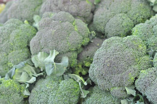 Broccoli plant in the cabbage family, with large edible flower head vegetable