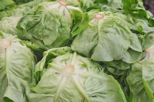 Lettuce (Lactuca sativa) aka green salad leaf vegetables