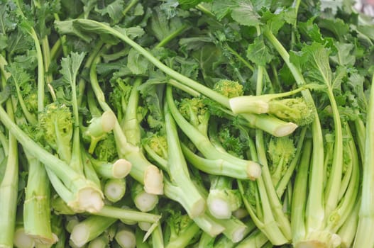 Rapini aka Broccoli Rabe Raap Raab, Broccoletti Broccoli Rape, Cime di Rapa, Rappi Friarielli