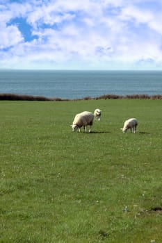 sheep and lamb grazing on green grass on the coast in ireland