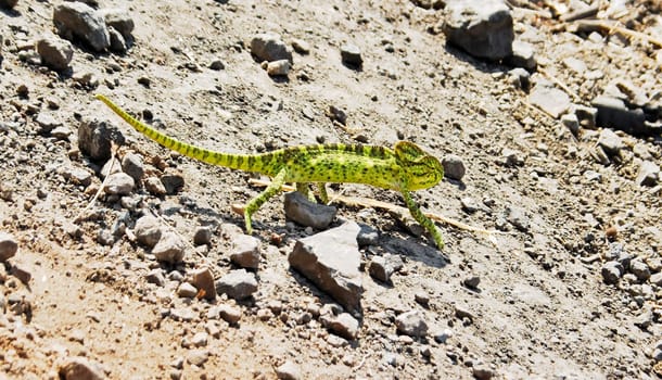 Iguana having a stroll over rocks and gravel on a barmy sunny Indian afternoon