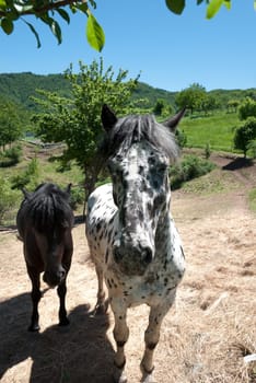 pair of horses in the countryside in Italy