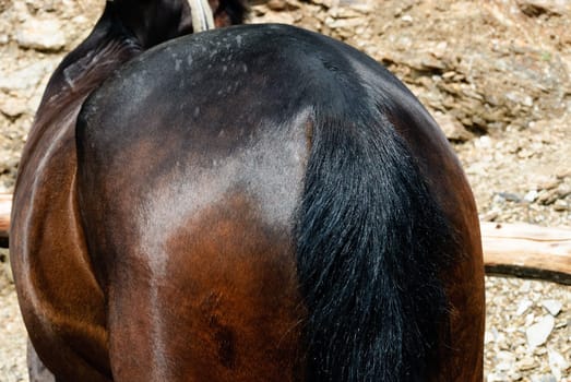 muscles and tail of a brown horse with a shiny coat