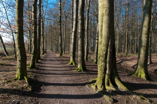 small footpath between a forest of beech trees