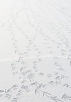 lots of bird trails on a frozen lake covered with snow