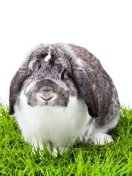 Adorable rabbit isolated on a white background. French Lop rabbit.