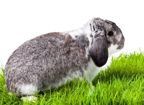 Adorable rabbit isolated on a white background. French Lop rabbit.