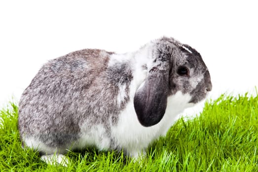Adorable rabbit isolated on a white background. French Lop rabbit.