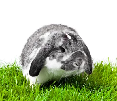 Adorable rabbit isolated on a white background. French Lop rabbit.