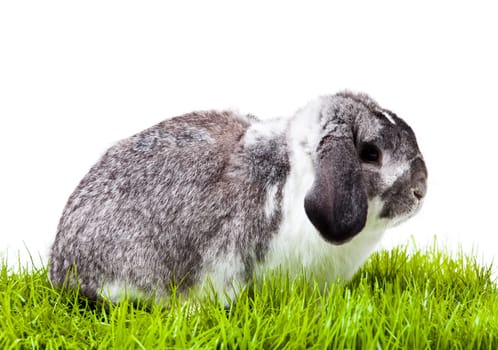 Adorable rabbit isolated on a white background. French Lop rabbit.