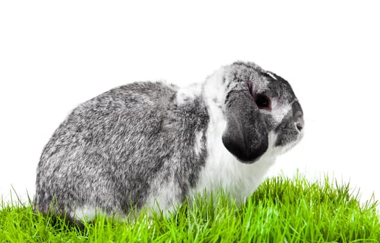 Adorable rabbit isolated on a white background. French Lop rabbit.