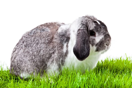 Adorable rabbit isolated on a white background. French Lop rabbit.