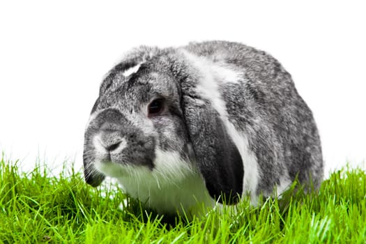 Adorable rabbit isolated on a white background. French Lop rabbit.