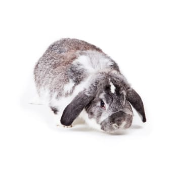 Adorable rabbit isolated on a white background. French Lop rabbit.
