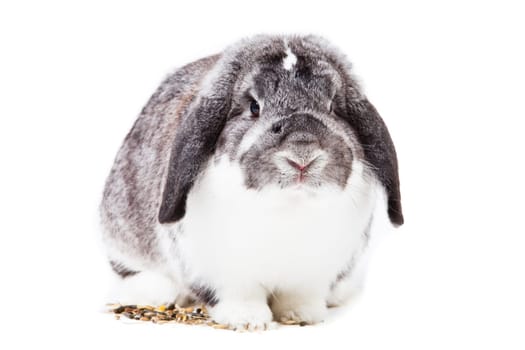 Adorable rabbit isolated on a white background. French Lop rabbit.