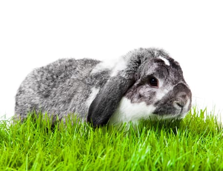 Adorable rabbit isolated on a white background. French Lop rabbit.