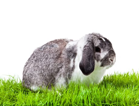 Adorable rabbit isolated on a white background. French Lop rabbit.